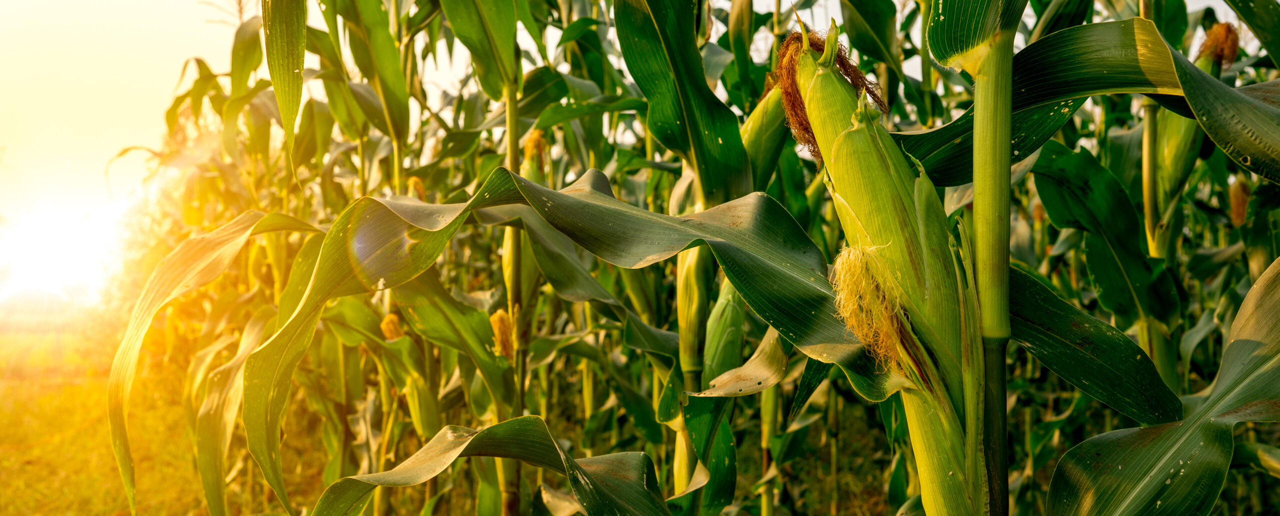 Corn or miaze field garden agriculture in countryside